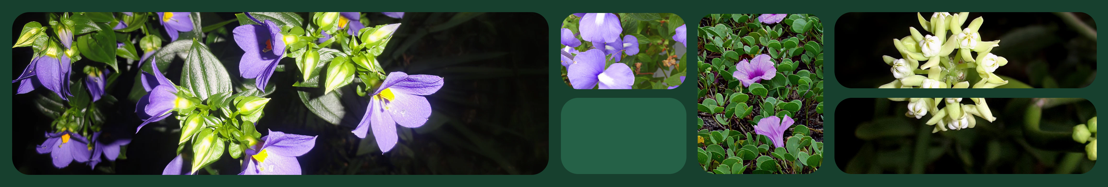 eFlora botanical image strip