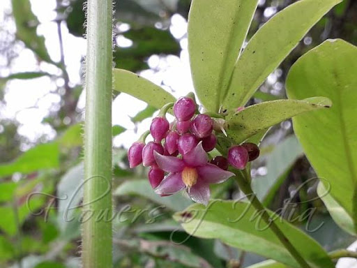 Ardisia Solanacea