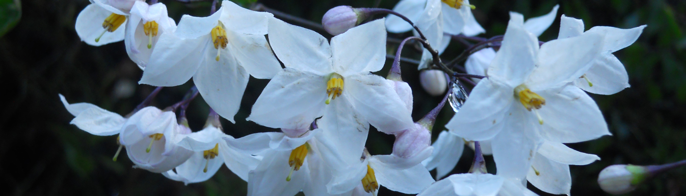Syzygium Aqueum flower — a plant species found in Kerala