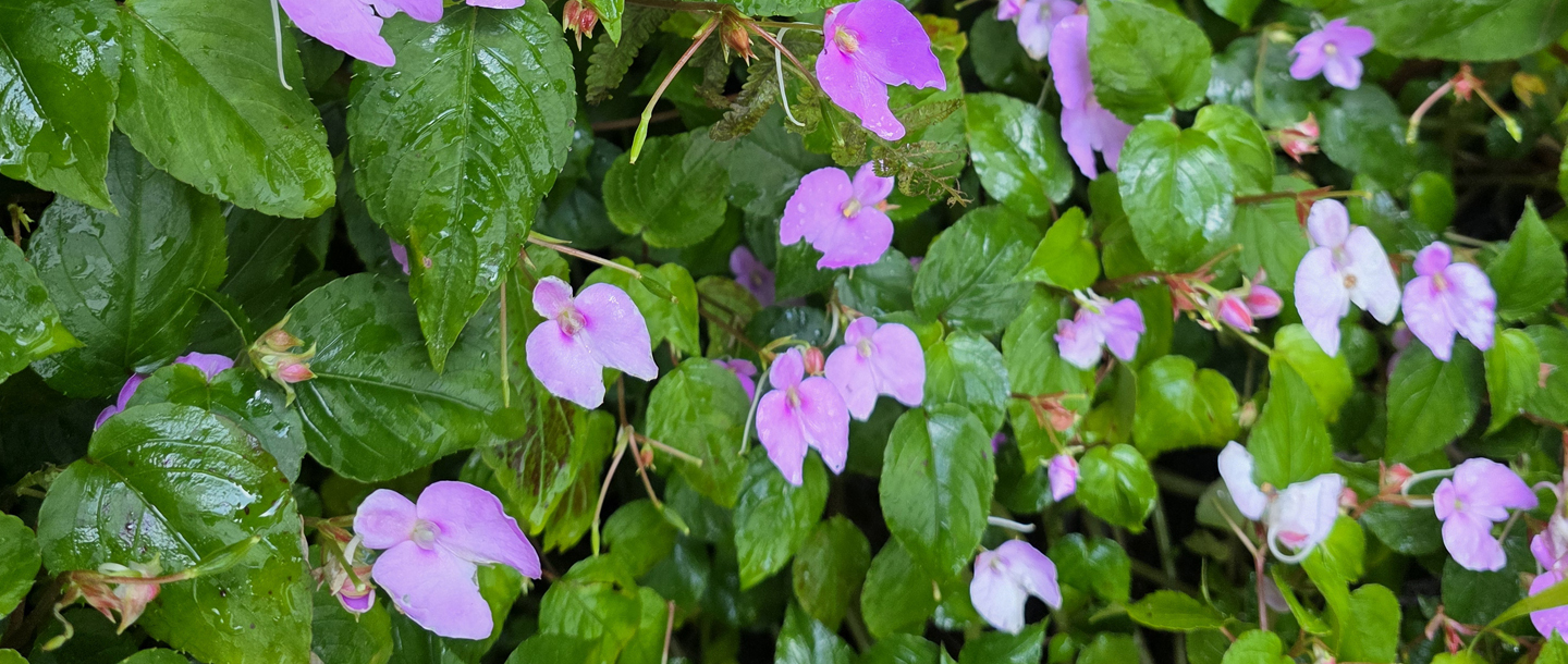 Impatiens cordata — a plant species found in Kerala