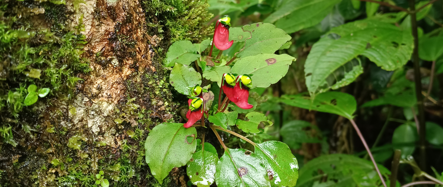 Impatiens parasitica — a plant species found in Kerala