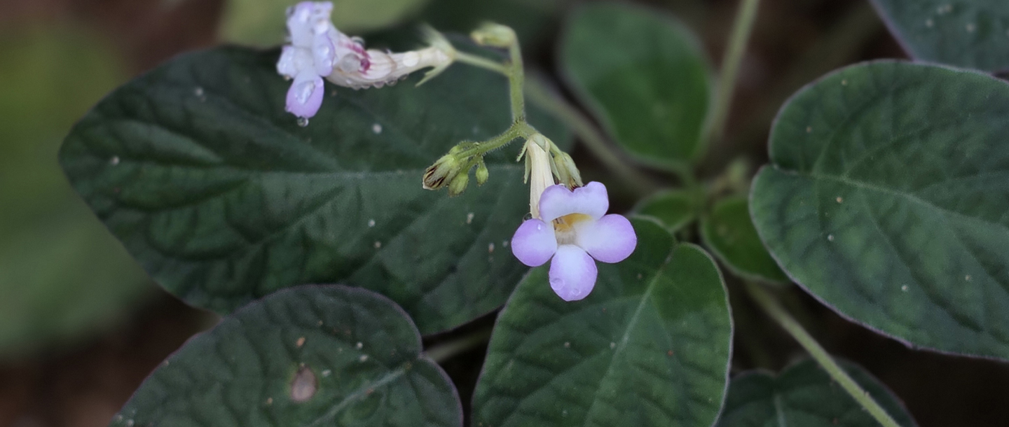 Jerdonia indica — a plant species found in Kerala