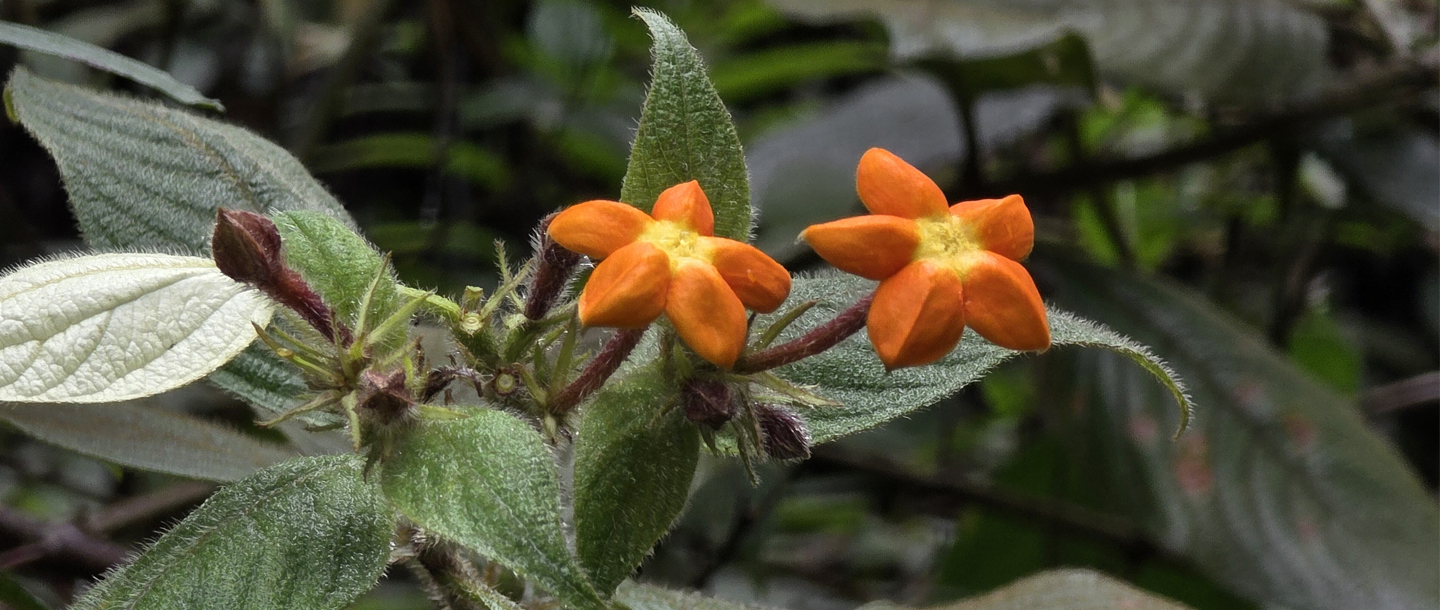Mussaenda hirsutissima — a plant species found in Kerala