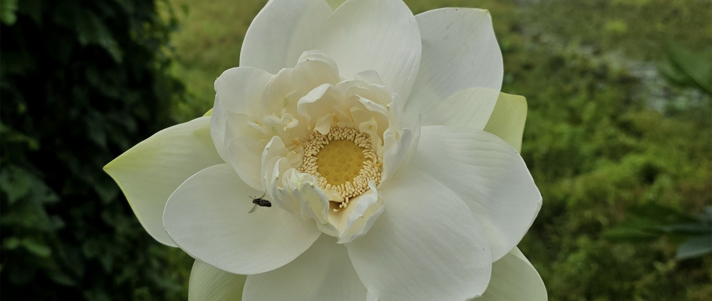 Nelumbo nucifera — a plant species found in Kerala