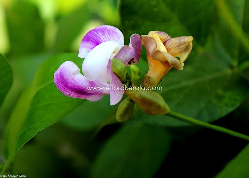 Vigna Adenantha